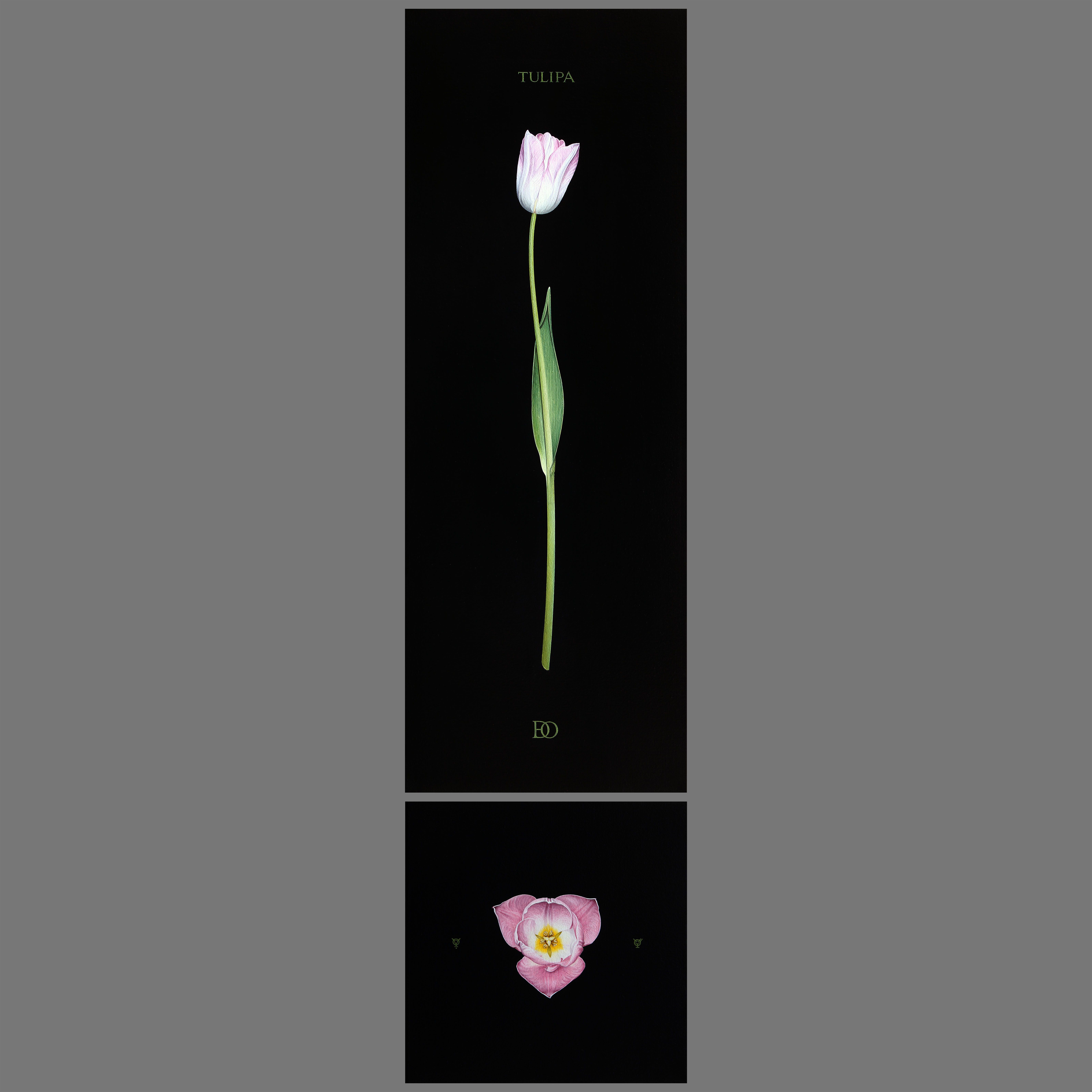 Юлія Долинська. Tulipa, 2019; 70x25+25x25
