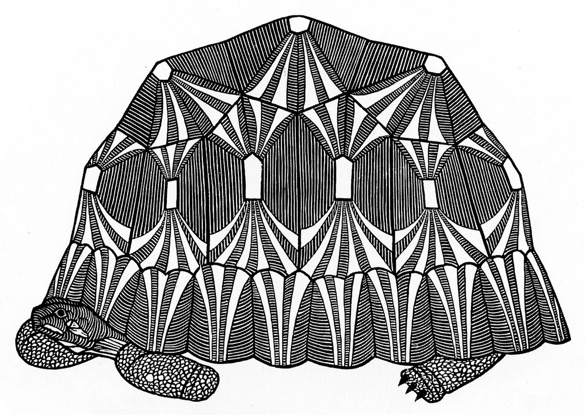 Яків Гніздовський. Черепаха, 1962, дереворит
